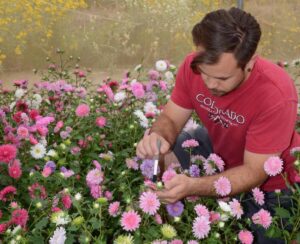 Jardineiro está minuciosamente cuidando de suas plantas.