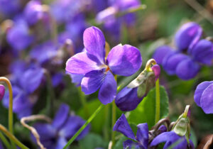 Flores comestíveis.
Flor que pode comer.